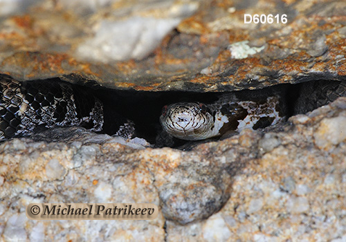 Black Rat Snake (Elaphe obsoleta)